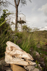 Cr&acirc;ne de sanglier