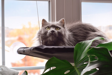 Closeup cute grey cat lying in a window hammock looking up