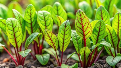 Organic sorrel texture growing in garden bed