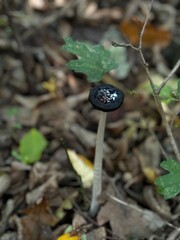 A single mushroom is steadily growing out of the rich ground in the woods