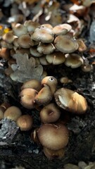 A diverse group of mushrooms is growing atop a large rock surface
