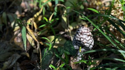 A detailed close up of a pine cone resting on lush green grass