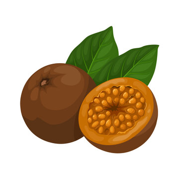 Illustration of Alibertia patinoi, commonly known as borojo, isolated on white background.
