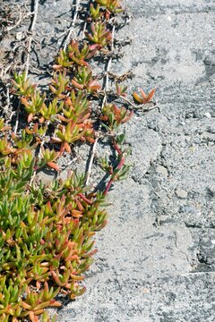Nature Reclaims: Carpophyma mutabilis on Concrete