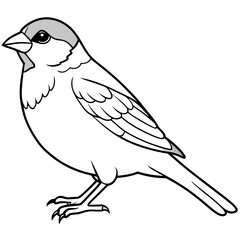 Obraz premium Sparrow