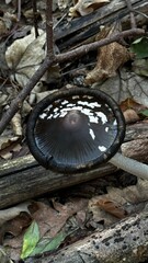 A distinctive black mushroom with white spots is growing on the ground