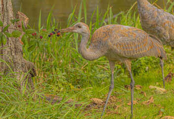 Sandhill Crane With Berries