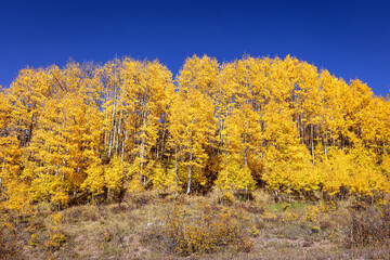 Stand of brightly colored aspen trees in Colorado, USA