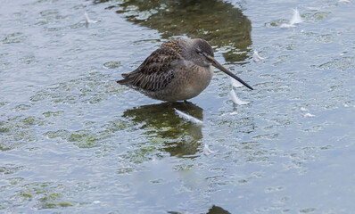 Long-billed Dowitcher
