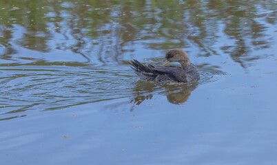 Female Hooded Merganser