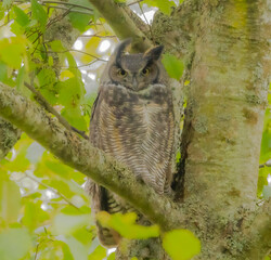 Close Up Of Great Horned Owl