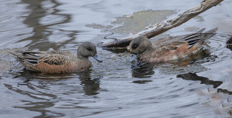 American Wigeons At Migration Time
