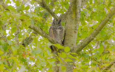 Great-Horned Owl In Tree