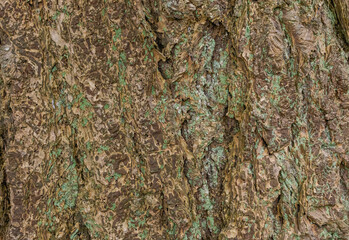 Fungus And Algae On Tree Bark