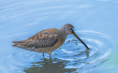 Short-billed Dowitcher