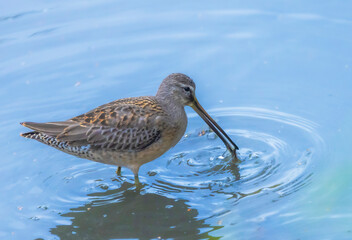 Short-billed Dowitcher