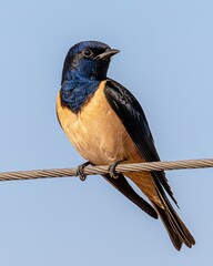 Colorful Bird Perched on a Wire Against Blue Sky