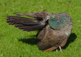 Female Peacock