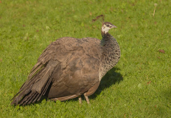 Female Peacock