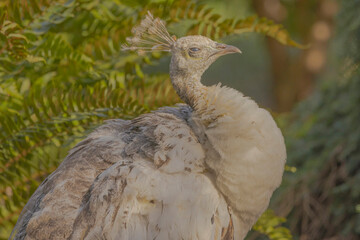 Leucistic Peacock
