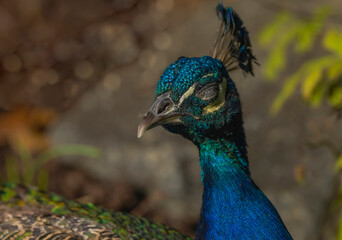 Fototapeta premium Close Up Of Male Peacock