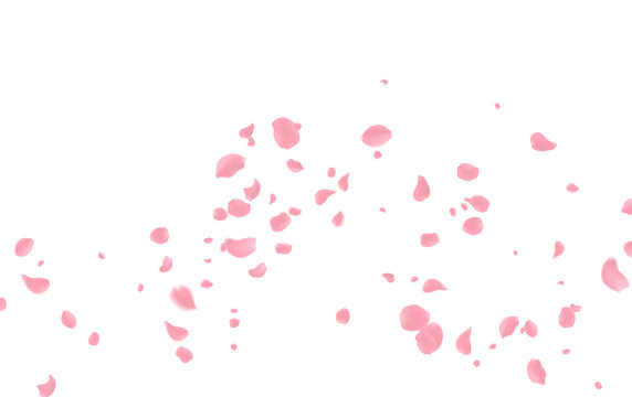 Rose petals or sakura flying petals, romantic background with realistic pink cherry flower petals flow or falling motion. Love, romance, floral spring season