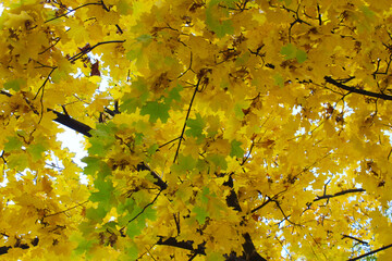 yellow maple leaves in autumn