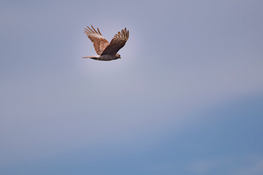Chimango caracara flying in the blue sky