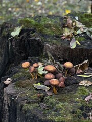 A cluster of various mushrooms is currently growing on a tree stump