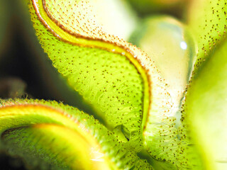 Salvinia cucullata weed in the river © saksuvan