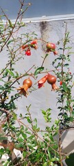 Planta frutal de granada con frutas.