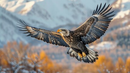 Fototapeta premium A majestic bald eagle with wings spread wide soars through the sky, with snow covered mountains in the background.