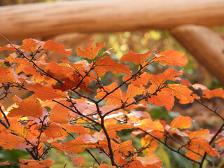 autumn tree leaves