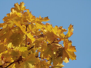 Kolory jesieni - żółte liście klonu