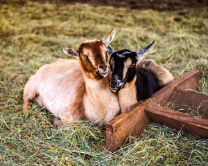 Goats Resting Together In Hay On A Farm