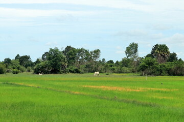 Fototapeta premium Emerald Fields of Siem Reap