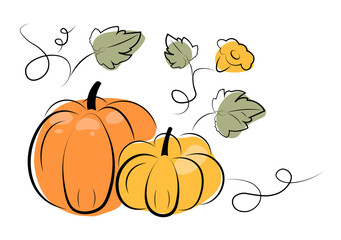 Drawing of ripe, orange pumpkins on a white background