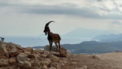 Mountain goat on top of the mountain