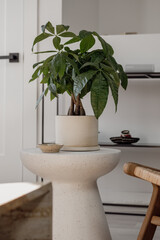 Detail of a plant on a stool. Montreal, Canada - 25th March 2024