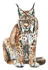 Obraz premium PNG A Eurasian lynx illustration watercolor realistic.