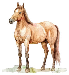 Obraz premium PNG A Horse horse illustration watercolor.