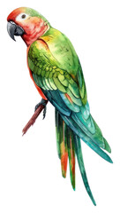 Fototapeta premium PNG A Parrot parrot illustration watercolor.