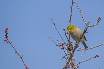 梅のつぼみとメジロ