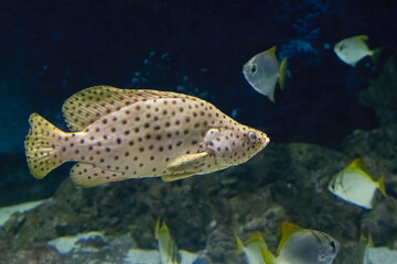 The humpback grouper, Cromileptes altivelis, grows up to 70 cm