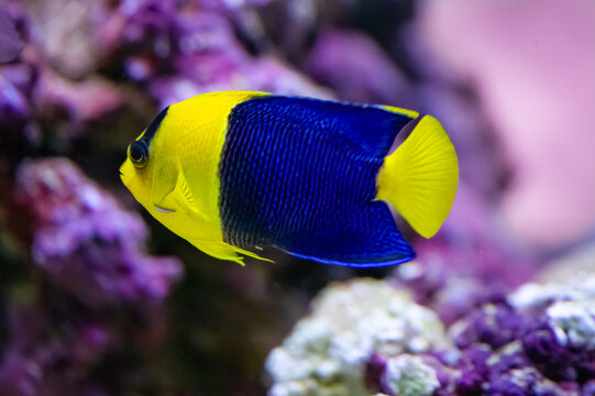 The bicolor angelfish, Centropyge bicolor, the depth range from 1 to 25 meters