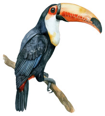 Fototapeta premium PNG An isolated toucan illustration watercolor artwork.