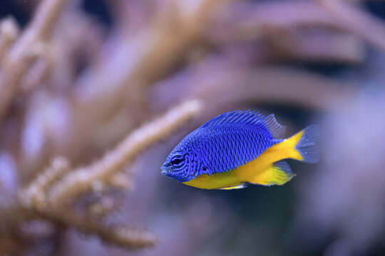 The azure damselfish, Chrysiptera hemicyanea, the fish reaches 7 centimetres