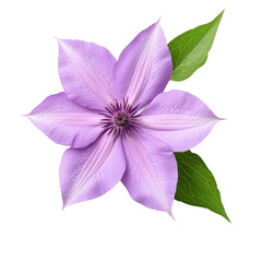 Vibrant purple clematis flower in full bloom, collection, clipart, isolated on transparent background