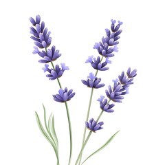 Fototapeta premium Detailed Illustration of Lavender Flowers