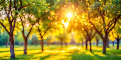 Fototapeta premium A dreamy, out-of-focus image of a park with trees bathed in warm sunlight, creating a soft, golden bokeh effect.